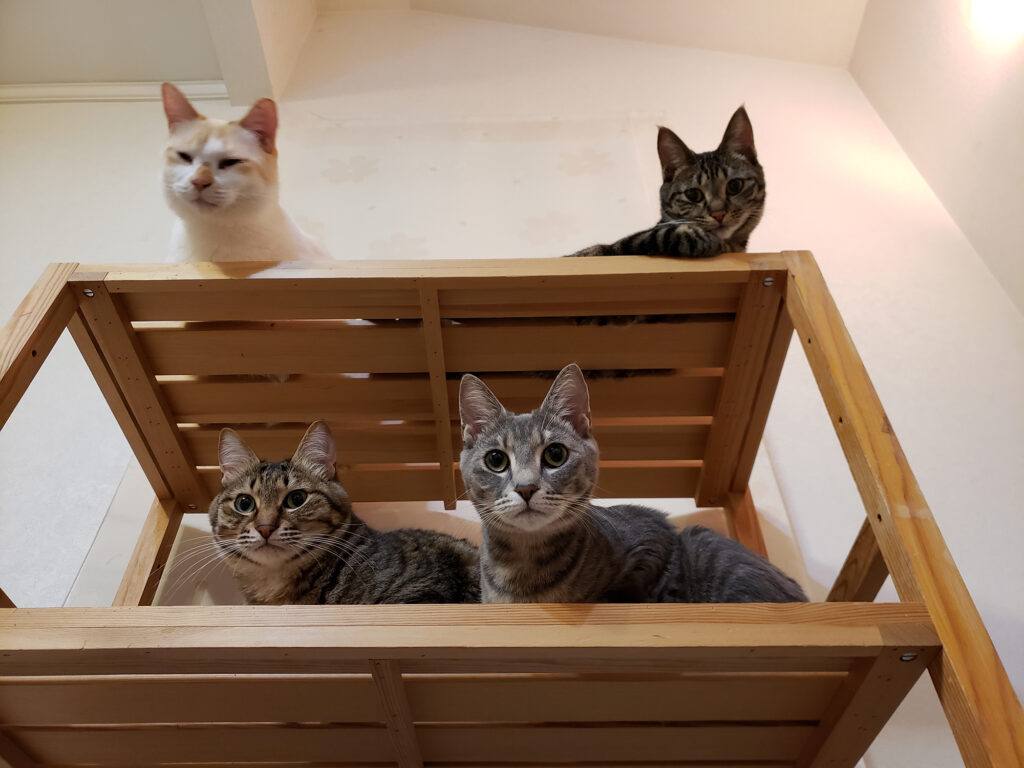 保護ねこ●●匹と暮らしてます